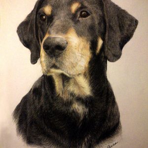 Erdélyi kopó kutyaportré (színes ceruza, papír)
